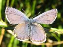 Plebejus_idas_ketosinisiipi_IMG_5056.jpg