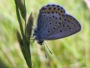 Plebejus_idas_ketosinisiipi_IMG_5069.jpg