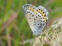 Plebejus_idas_ketosinisiipi_IMG_6184.jpg