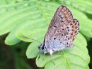 Plebejus_idas_ketosinisiipi_IMG_7314.jpg