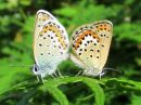 Plebejus_idas_ketosinisiipi_IMG_7632.jpg