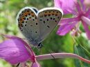 Plebejus_idas_ketosinisiipi_IMG_7642.jpg