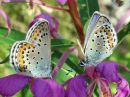 Plebejus_idas_ketosinisiipi_IMG_7644.jpg