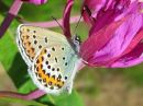 Plebejus_idas_ketosinisiipi_IMG_7653.jpg