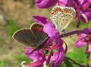 Plebejus_idas_ketosinisiipi_IMG_7658.jpg