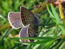 Plebejus_idas_ketosinisiipi_IMG_7688.jpg