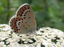 Plebejus_idas_ketosinisiipi_IMG_7749.jpg