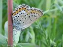 Plebejus_idas_ketosinisiipi_IMG_9959.jpg