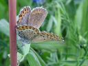 Plebejus_idas_ketosinisiipi_IMG_9960.jpg