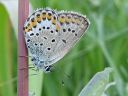 Plebejus_idas_ketosinisiipi_IMG_9972.jpg