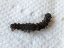 Poecilocampa_populi_larva_hallakehraaja_toukka_IMG_1282.jpg