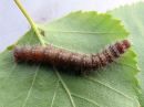 Poecilocampa_populi_larva_hallakehraaja_toukka_IMG_1478.jpg