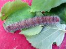 Poecilocampa_populi_larva_hallakehraaja_toukka_IMG_1527.jpg