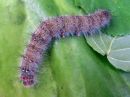 Poecilocampa_populi_larva_hallakehraaja_toukka_IMG_1530.jpg