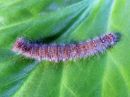 Poecilocampa_populi_larva_hallakehraaja_toukka_IMG_1533.jpg