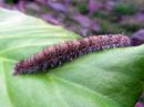 Tiedostonimi=Poecilocampa_populi_larva_hallakehraaja_toukka_IMG_1537.jpg
Tiedostokoko=68kt
Koko=600x450
Lisätty=19.04.2020 Poecilocampa_populi_larva_hallakehraaja_toukka_IMG_1537.jpg