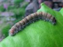 Poecilocampa_populi_larva_hallakehraaja_toukka_IMG_1538.jpg