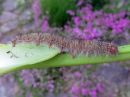 Poecilocampa_populi_larva_hallakehraaja_toukka_IMG_1546.jpg