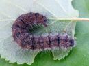 Poecilocampa_populi_larva_hallakehraaja_toukka_IMG_1547.jpg