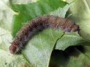 Poecilocampa_populi_larva_hallakehraaja_toukka_IMG_1718.jpg