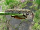 Poecilocampa_populi_larva_hallakehraaja_toukka_IMG_1719.jpg