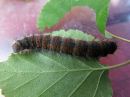 Poecilocampa_populi_larva_hallakehraaja_toukka_IMG_2148.jpg