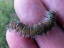 Poecilocampa_populi_larva_hallakehraaja_toukka_IMG_2152.jpg