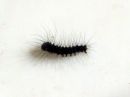 Poecilocampa_populi_larva_hallakehraaja_toukka_IMG_4290.JPG