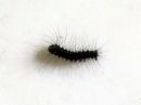 Poecilocampa_populi_larva_hallakehraaja_toukka_IMG_4291.JPG