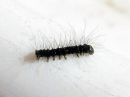 Poecilocampa_populi_larva_hallakehraaja_toukka_IMG_4297.JPG