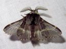 Tiedostonimi=Poecilocampa_populi_male_hallakehraaja_koiras_IMG_2750.jpg
Tiedostokoko=96kt
Koko=600x450
Lisätty=30.12.2019 Poecilocampa_populi_male_hallakehraaja_koiras_IMG_2750.jpg