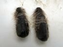 Poecilocampa_populi_pupa_hallakehraaja_kotelo_IMG_2065.jpg