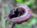 Polia_bombycina_larva_punakehnayokkonen_toukka_IMG_0076.JPG