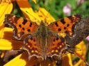 Polygonia_c-album_herukkaperhonen_IMG_0003.jpg