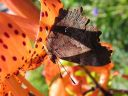 Polygonia_c-album_herukkaperhonen_IMG_0043.jpg