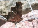 Polygonia_c-album_herukkaperhonen_IMG_0045.jpg