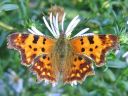 Polygonia_c-album_herukkaperhonen_IMG_0555.jpg