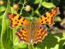 Polygonia_c-album_herukkaperhonen_IMG_0559.jpg