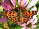 Polygonia_c-album_herukkaperhonen_IMG_0707.jpg