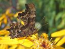 Polygonia_c-album_herukkaperhonen_IMG_0835.jpg