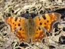 Polygonia_c-album_herukkaperhonen_IMG_1035.jpg