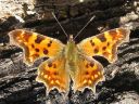 Polygonia_c-album_herukkaperhonen_IMG_1210.jpg