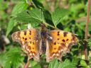 Polygonia_c-album_herukkaperhonen_IMG_3055.jpg