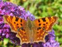 Polygonia_c-album_herukkaperhonen_IMG_6800.jpg