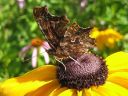 Polygonia_c-album_herukkaperhonen_IMG_7153.jpg