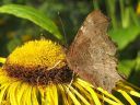 Polygonia_c-album_herukkaperhonen_IMG_7164.jpg