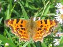 Polygonia_c-album_herukkaperhonen_IMG_8269.jpg