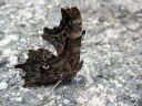 Polygonia_c-album_herukkaperhonen_IMG_8977.jpg