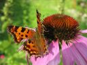 Polygonia_c-album_herukkaperhonen_IMG_9096.jpg