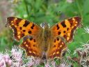 Polygonia_c-album_herukkaperhonen_IMG_9853.jpg